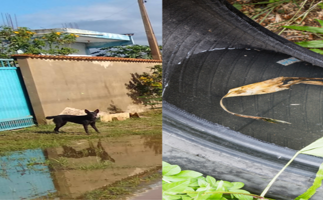 Standing Water in Utah: The Hidden Mosquito Breeding Spots Around Your Home