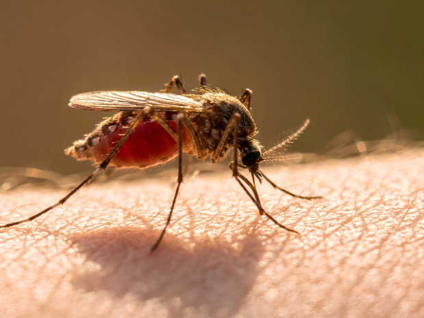 Why Seeing Mosquitoes After Service Doesn't Mean It Failed