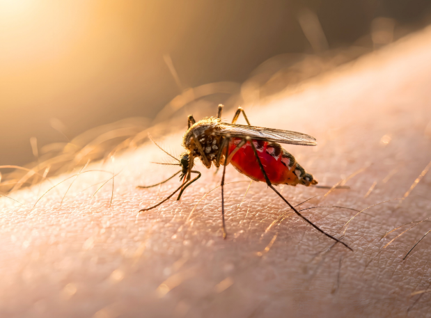 Ongoing Mosquito and Tick Treatments vs. One-Time Sprays