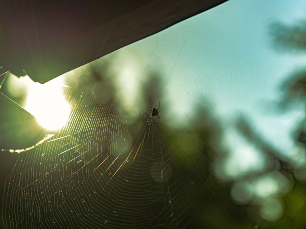 Where to Check for Spiders in and Around Your Fredericksburg Home