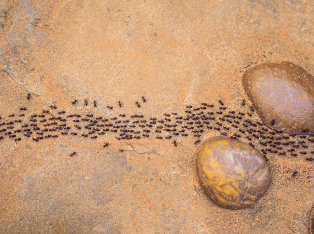 What Attracts Ants Inside Clean Homes?