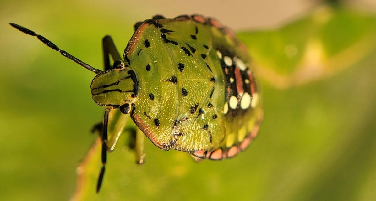 Where Did the Stink Bugs Go in Northeast Florida?