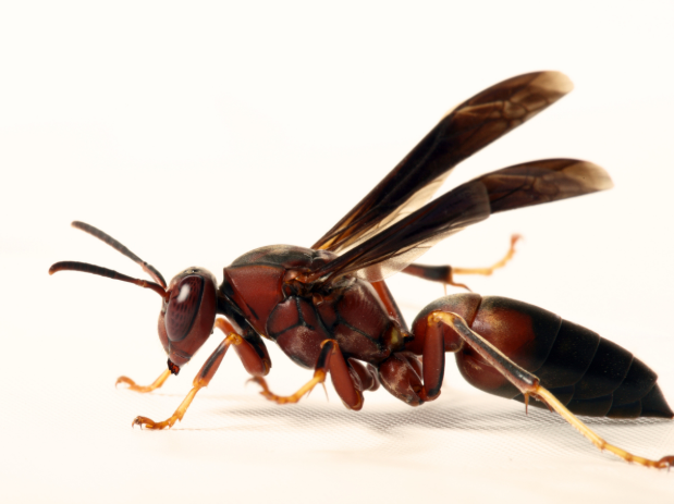 Are Wasps More Aggressive Than Bees?
