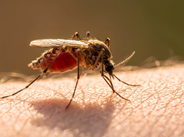 What Affects Mosquito Activity in Burlington, NJ? Mosquito Control, Pest Control, & More