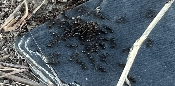 Early Ant Control in Draper and Utah County Homes: Why Ants Show Up First in Spring