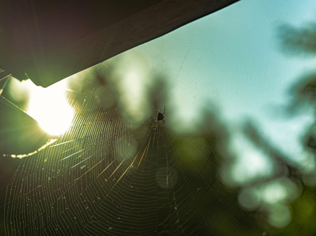 Are There Spiders Hiding in Your Midlothian, VA Home?