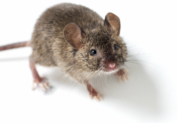 What Are the First Signs of Mice in My Home?