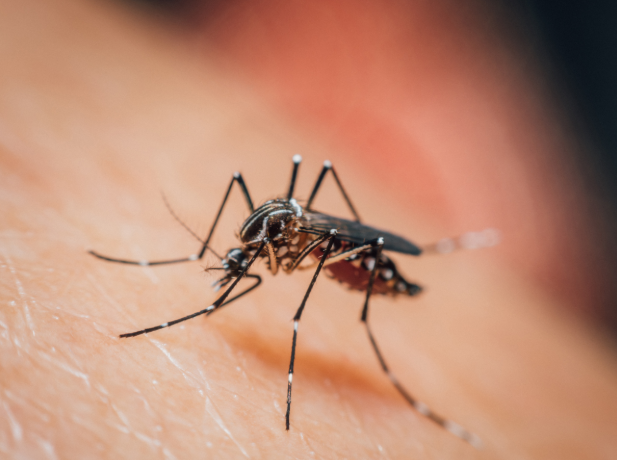 When Does Mosquito Season Start in Pasadena, California?
