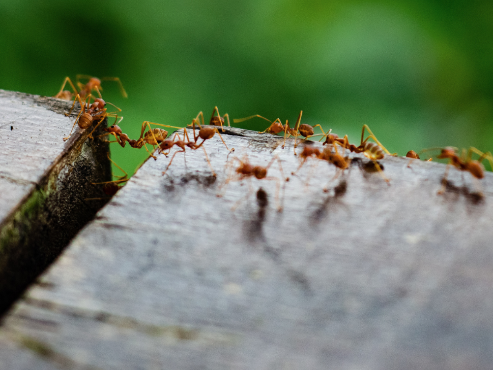 What Attracts Ants to Charlottesville, VA Homes?