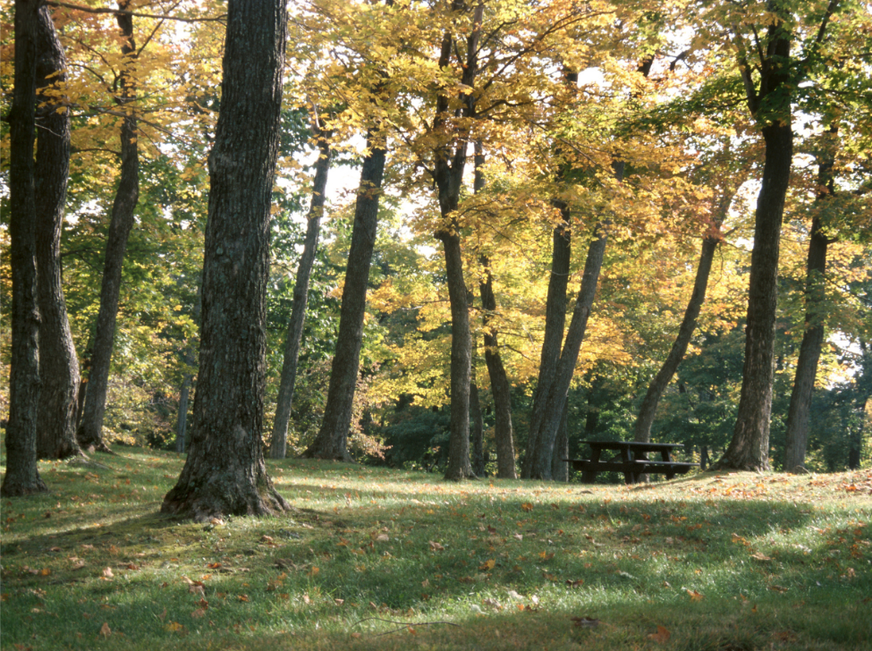 Do The Wooded Areas Nearby Bring More Mosquitoes to Your Yard in Troy, VA?