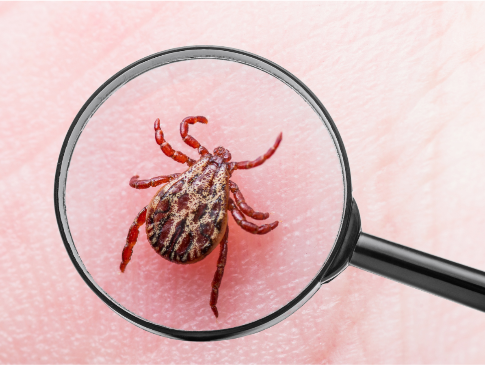 Which Pests Can You Expect in Fredericksburg, VA?