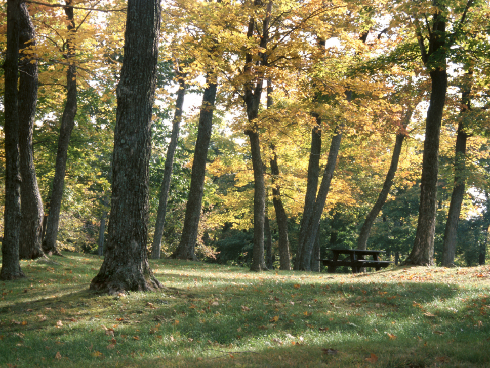 What Pests Are Most Common on Wooded Lanexa Properties?