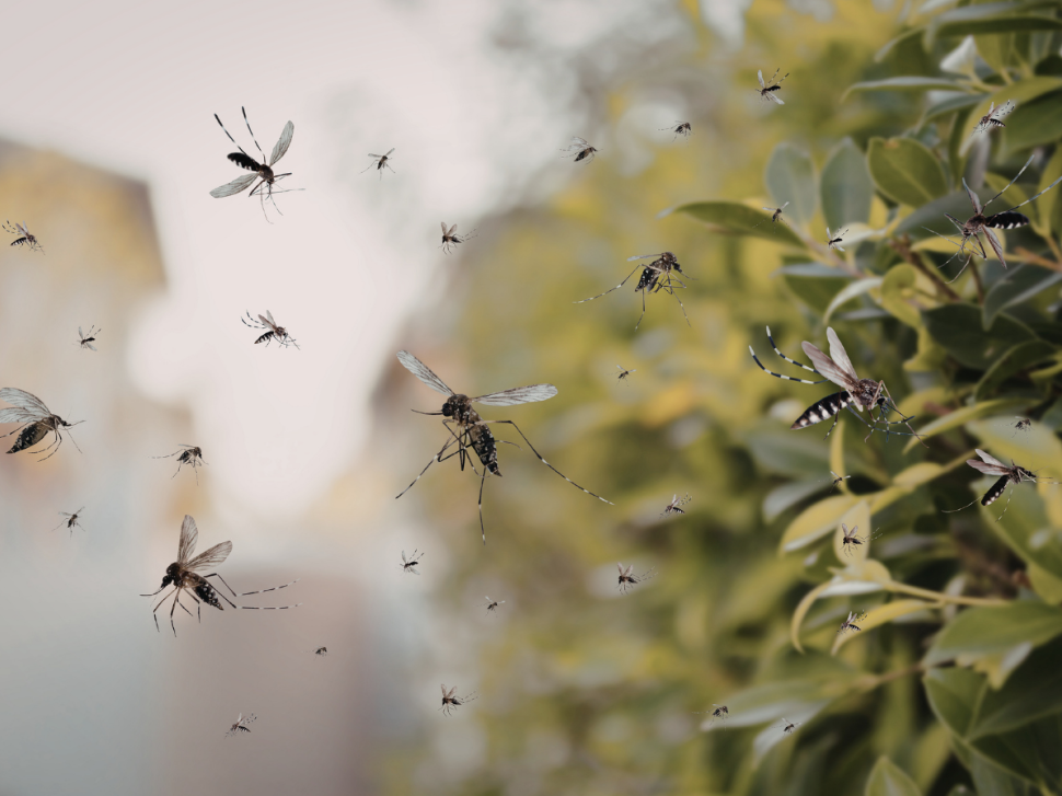 Mosquito Season on Mount Lemmon