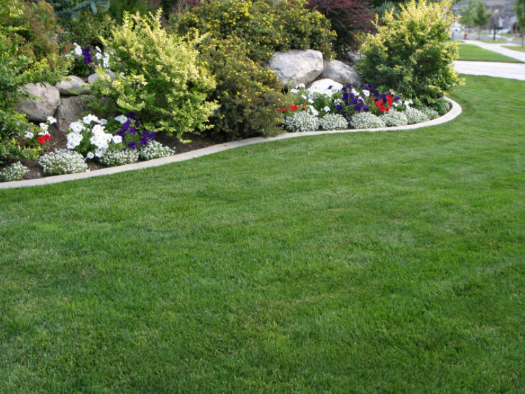 Is DIY Pest Control Effective for My Yard?