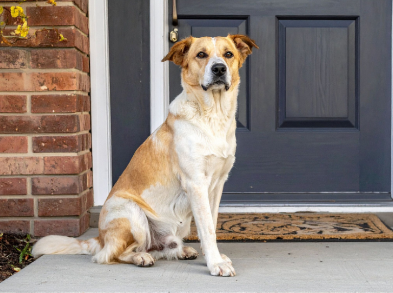 Will Mosquito Treatment Hurt My Pet?