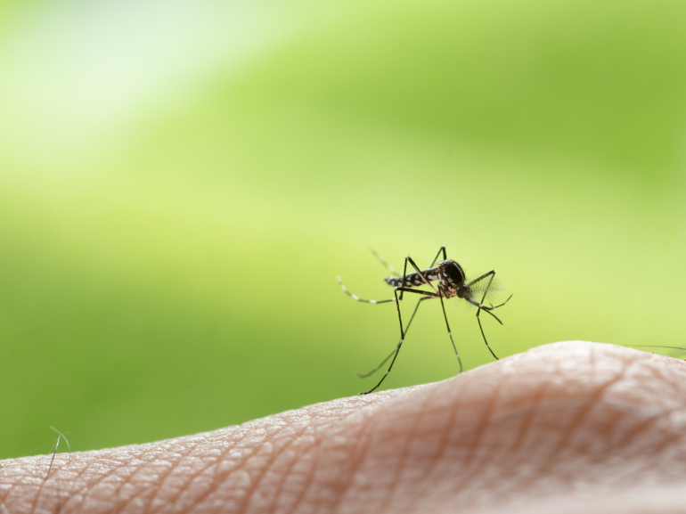 How to Reduce Mosquito Populations Quickly