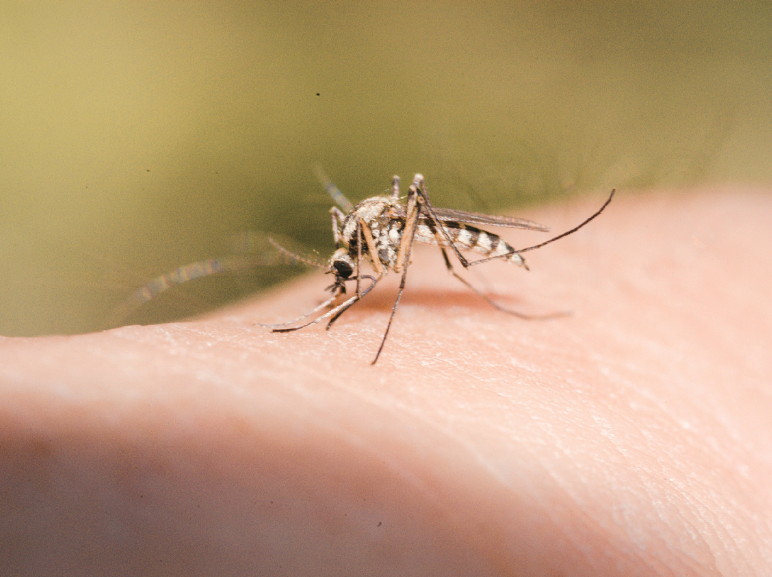 Landscaping Tips to Reduce Mosquitoes