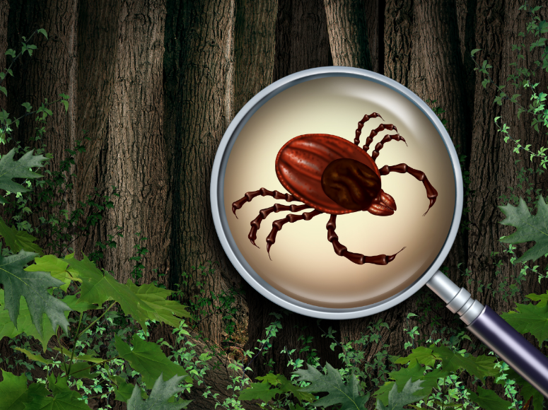 Silverlake, IL Tick Control for a More Comfortable Yard