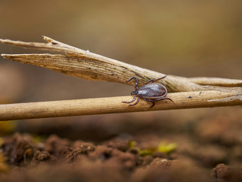 Understanding the Tick Population in Chicago, IL
