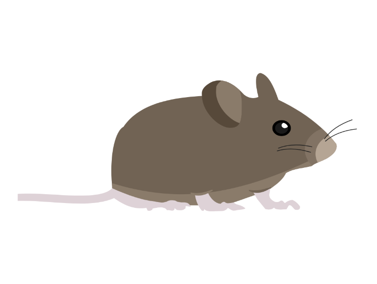 Protect Your Andover, NH Home From Mice and Rats This Fall