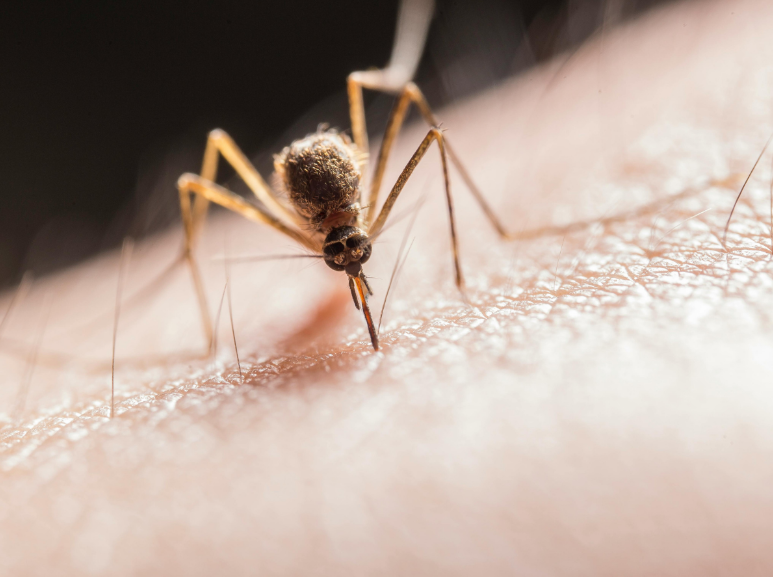 Why Pro Mosquito & Tick Control Matters