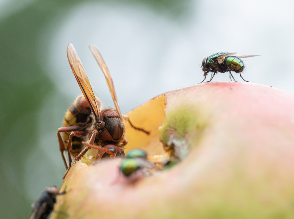 What Attracts Flies & How to Keep Them Away