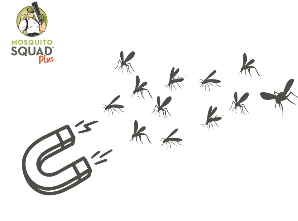 Is Your Yard a Mosquito Magnet? How to Avoid Creating a Mosquito Haven
