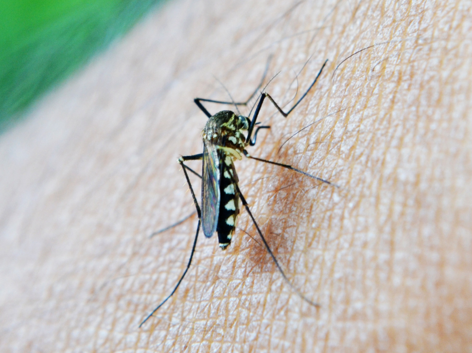 What Can I Expect for My First Mosquito Treatment of the Season?