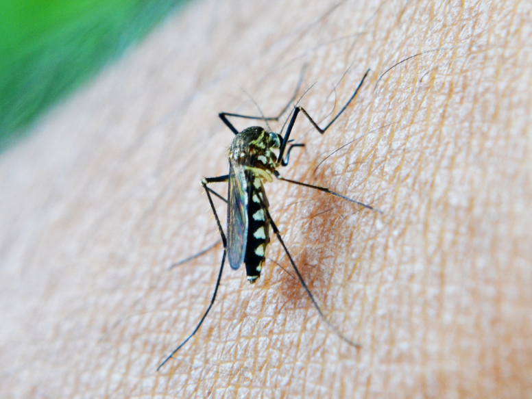 Why Are Mosquitoes So Bad in Pasadena?