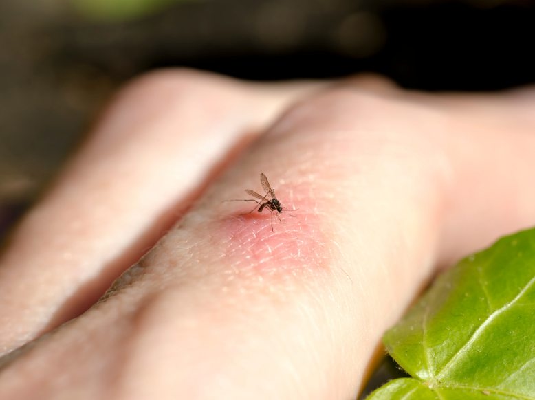 Why Are Mosquitoes So Bad in Katy, TX?
