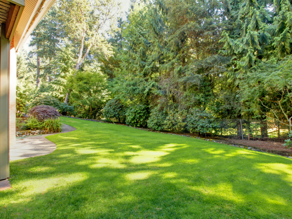 Why a Clean Yard Doesn't Protect You From Mosquitoes in Westport, CT