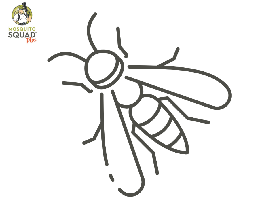 Wasp Control in Cypress, TX: What’s Attracting Them and What to Do About It