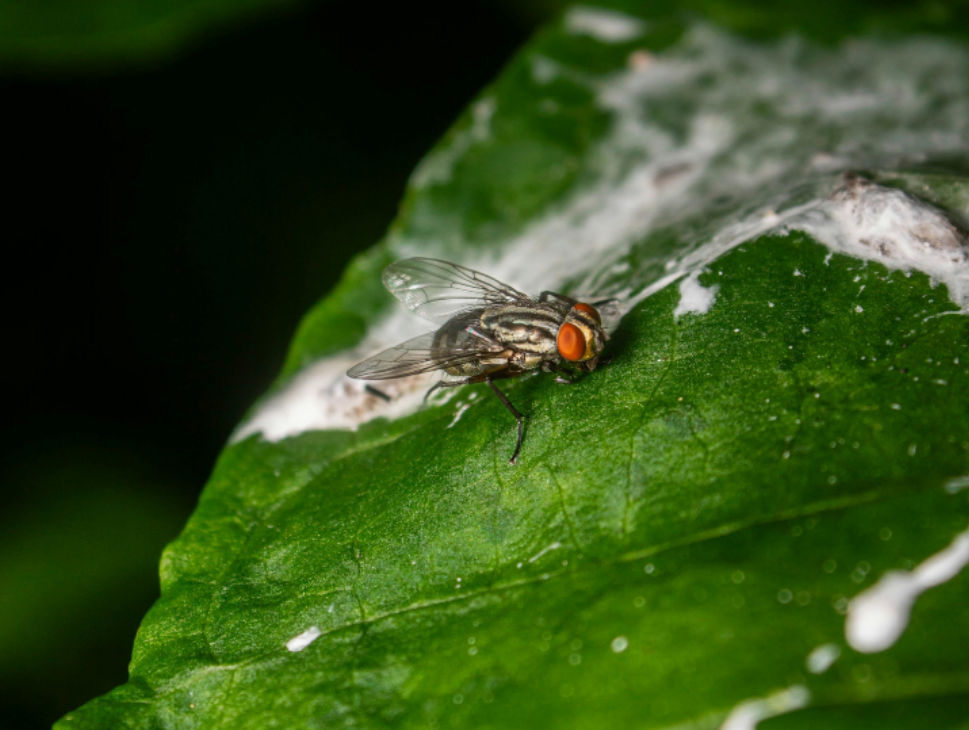 Tips for Hiring a Reliable Pest Control Company in East Denver, CO