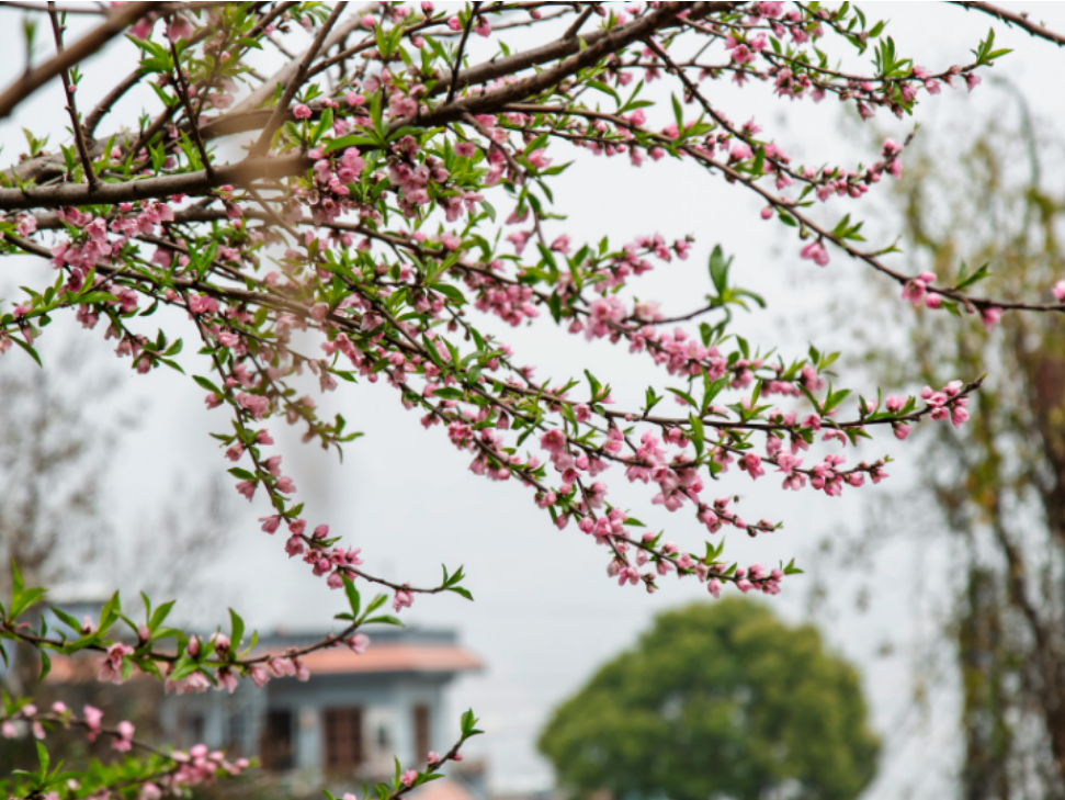 How to Choose a Reliable Pest Control Service in Boston, MA This Spring