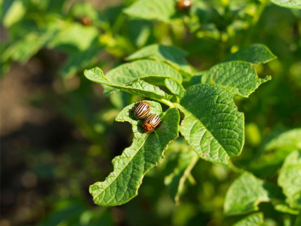 Common Spring Pests in Omaha, Nebraska