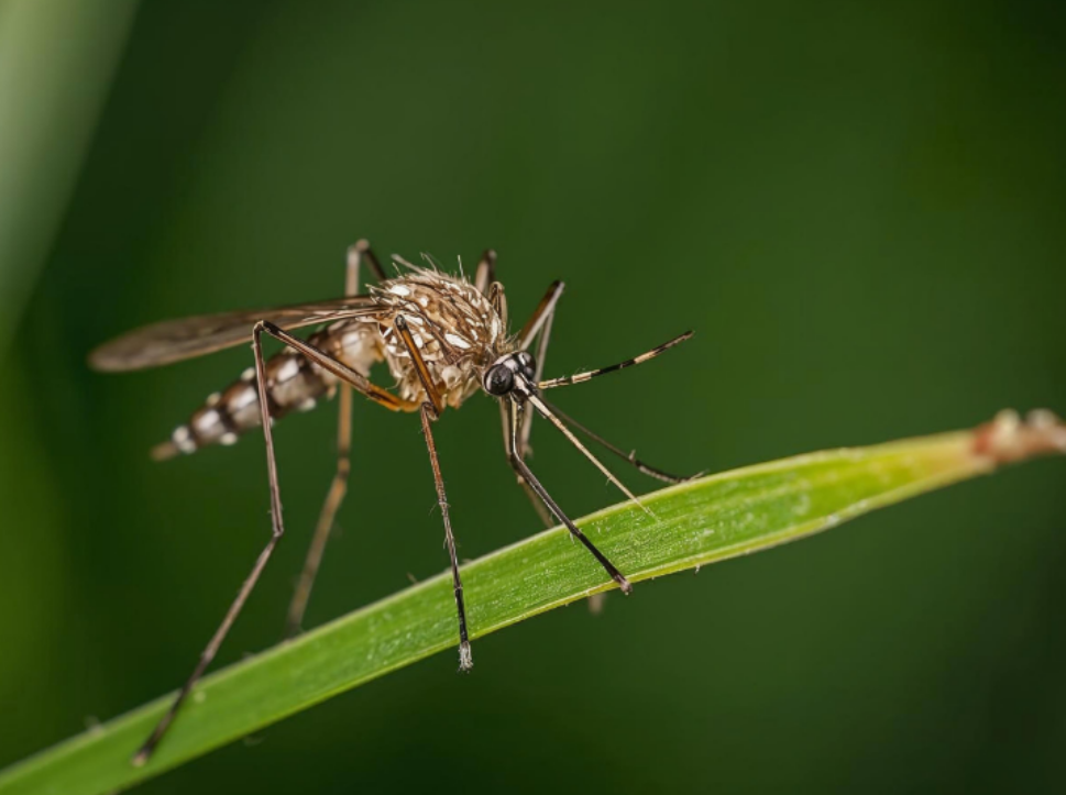 What to Expect During Your First Mosquito Treatment in Waterloo, NE