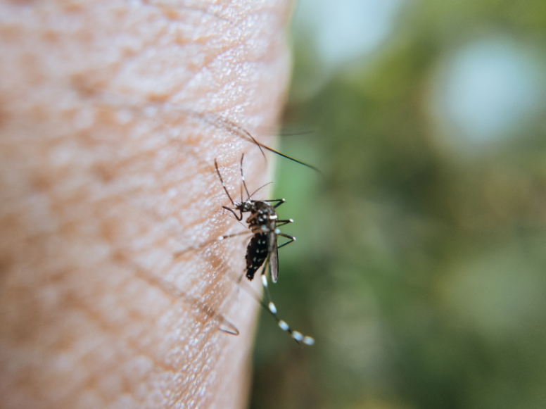 How to Prevent Mosquito Problems Before Peak Summer in Englewood