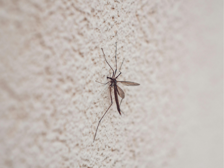 Why Pest Problems Persist in Placentia Homes Year-Round