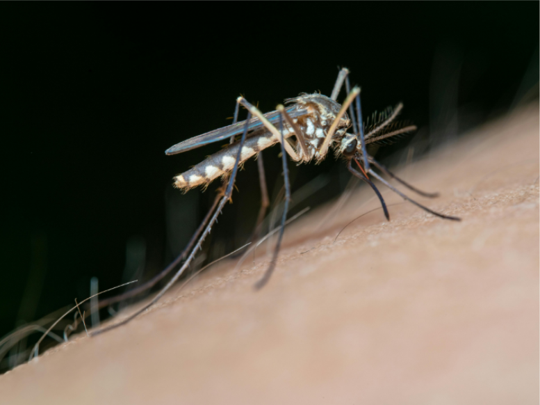 Why Are Mosquitoes in Monrovia All Year Long?