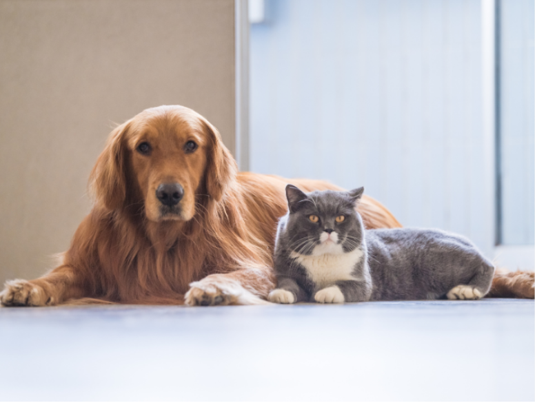 Are My Pets at Risk For Ticks in San Marino?