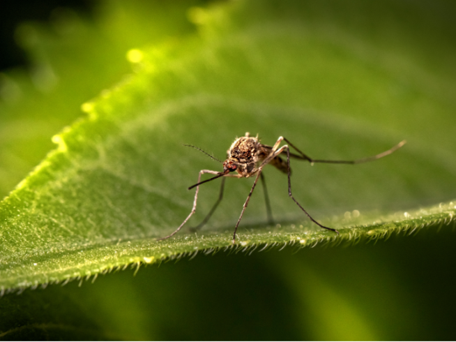 How Quickly Mosquitoes Go from Eggs to Biters