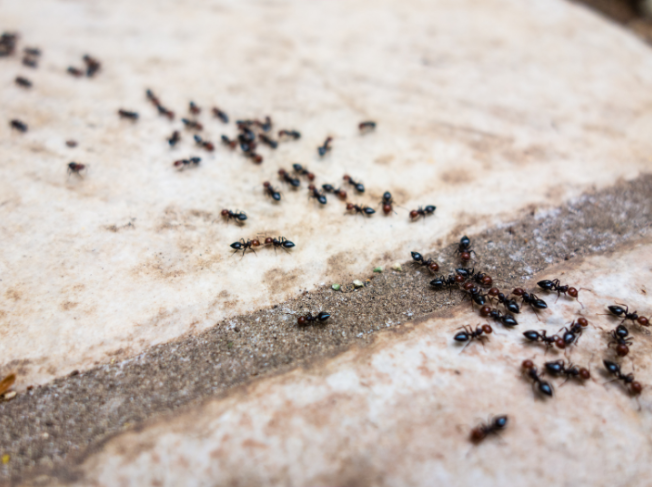Why Do Ants Explode in Greenville Yards Right Before Summer?