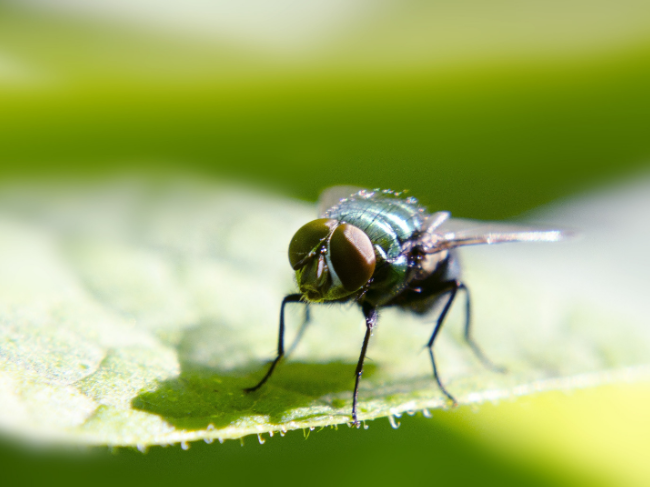 What Attracts Flies to your Easley Yard?