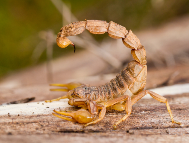 Mount Lemmon Cabins: How to Prevent Scorpion Intrusions