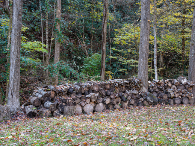 Why Wooded Lot Lines Increase Tick Risk in Chester