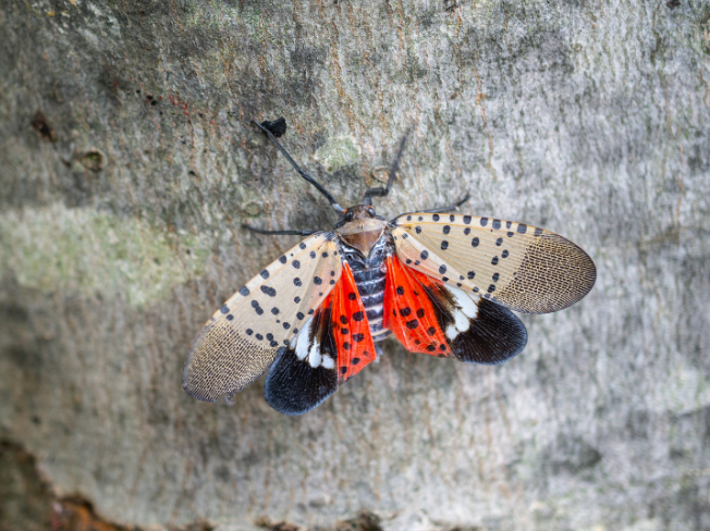 How to Identify and Control Spotted Lanternflies in Norfolk, VA