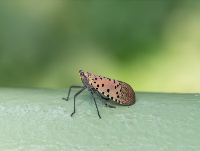 Spring & Summer Pest Alert: Spotted Lanternflies in Chesapeake, VA