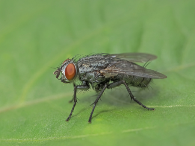 Carrollton's Hidden Fly Problem: Moisture, Drainage, and Yard Conditions