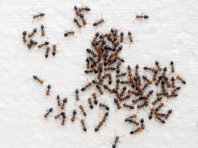 How to Prevent Ant Infestations in Lanexa This Summer