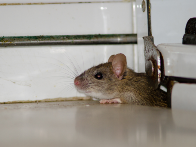 Which Pests Are Troubling Milton Homeowners This Season?